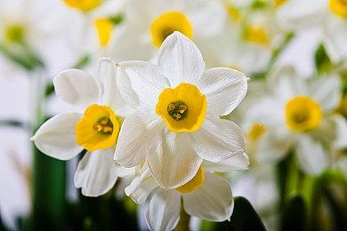 传华硕游戏掌机ROG Ally起售价599美元